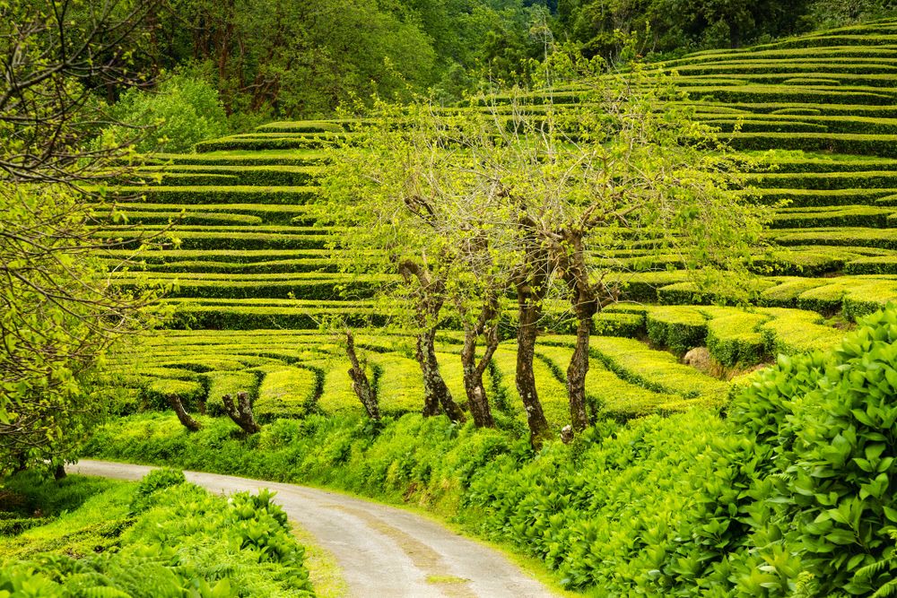 gorreana tea plantation